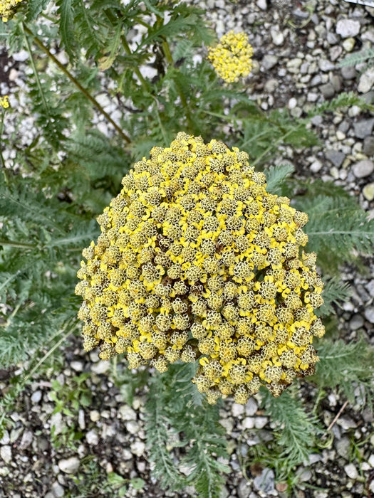 Sassy Summer Lemon Yarrow