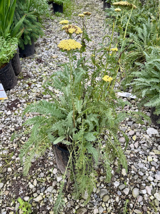 Sassy Summer Lemon Yarrow