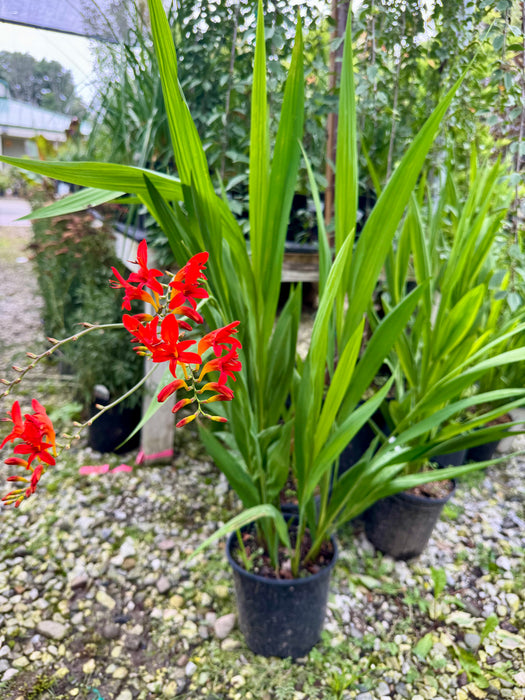 Lucifer Montbretia Crocosmia