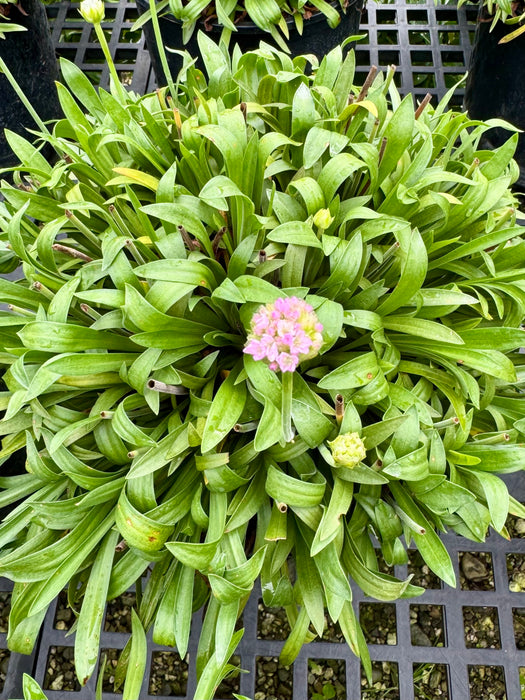 Dreameria® Sweet Dreams Thrift