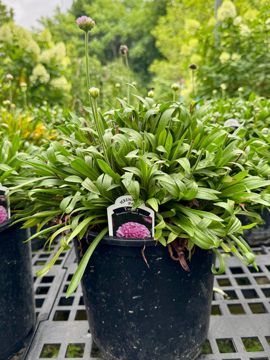 Dreameria® Sweet Dreams Thrift