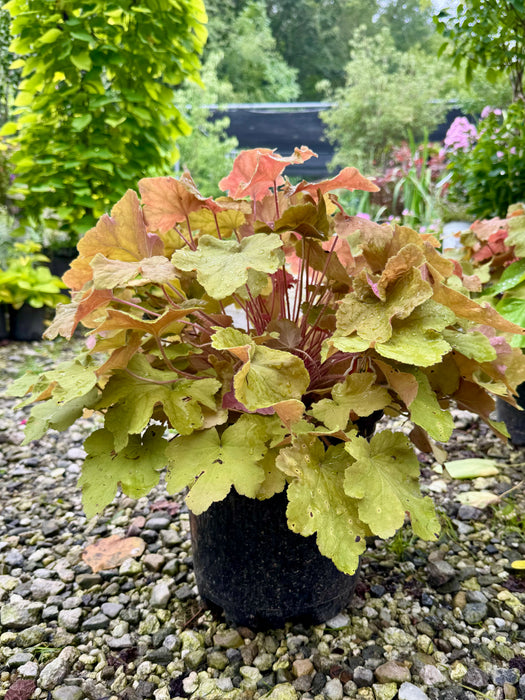 Caramel Coral Bells