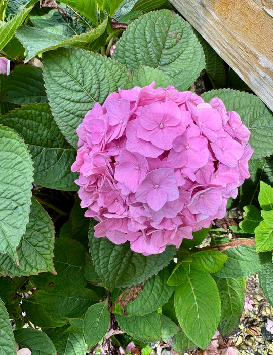 Let's Dance Sky View® Reblooming Hydrangea