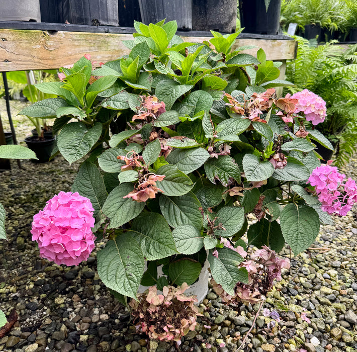 Let's Dance Sky View® Reblooming Hydrangea
