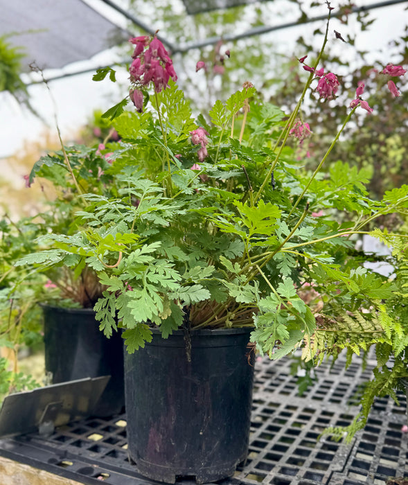 Luxuriant Bleeding Heart