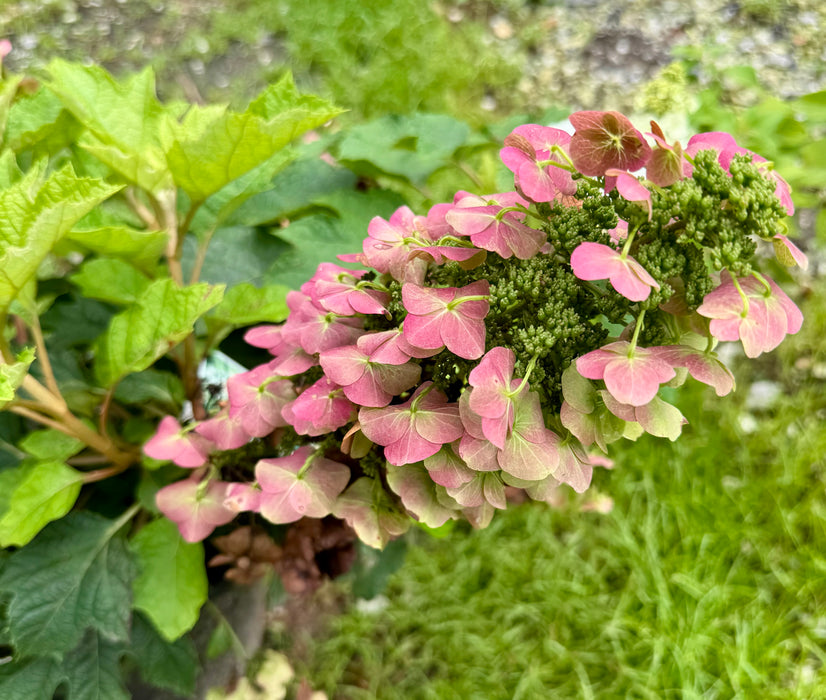 Ruby Slippers Hydrangea