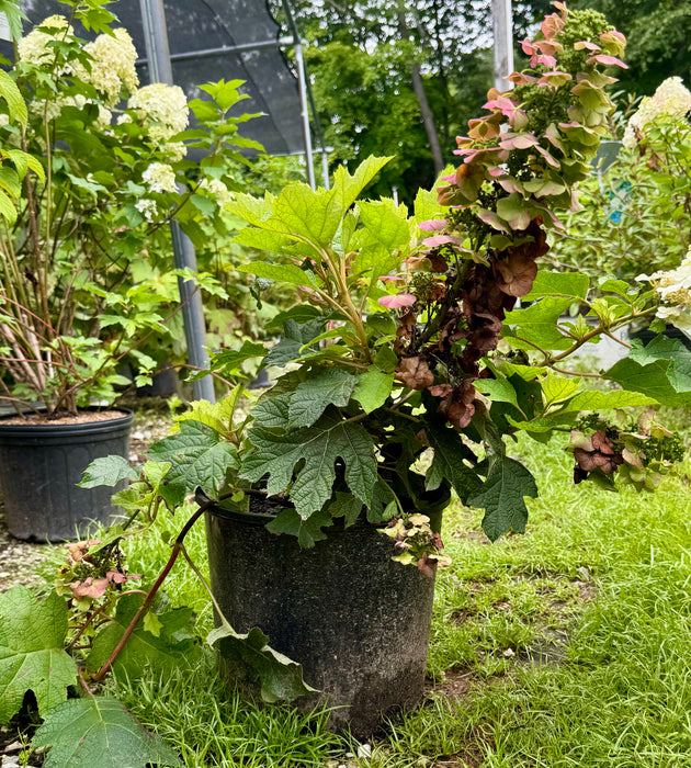 Ruby Slippers Hydrangea