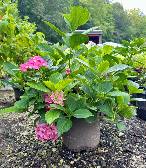 Climbing Hydrangea