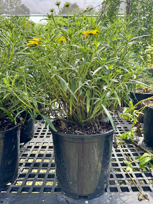 Autumn Gold Willowleaf Sunflower