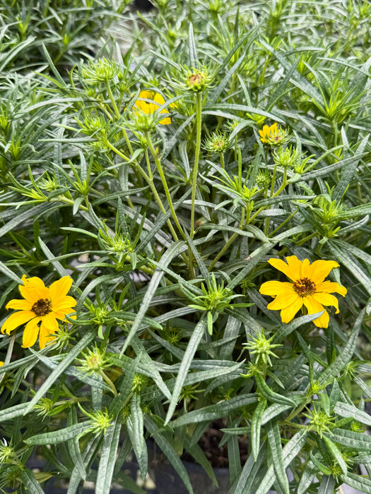 Autumn Gold Willowleaf Sunflower