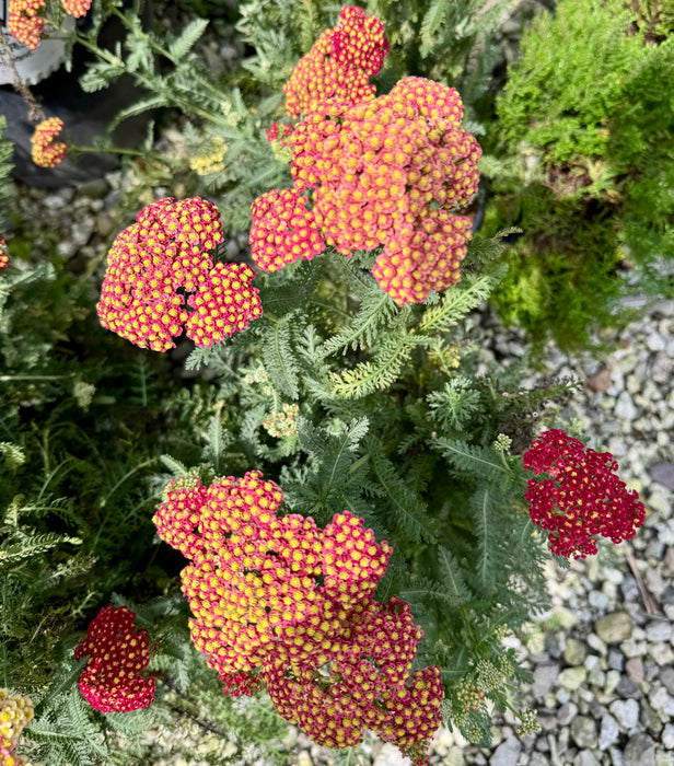 Firefly Red Pop Yarrow