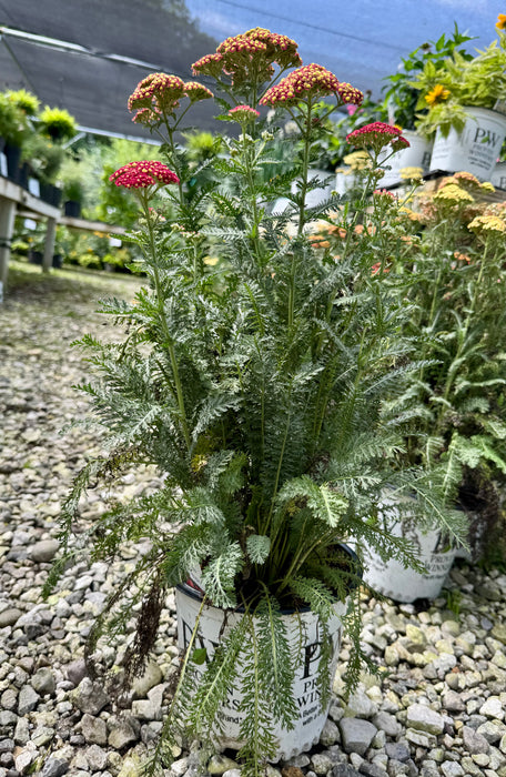 Firefly Red Pop Yarrow