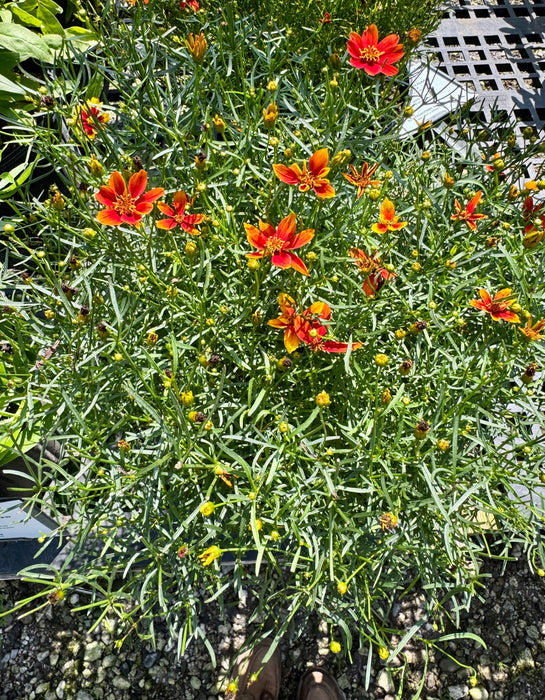 Sizzle & Spice Crazy Cayenne Coreopsis
