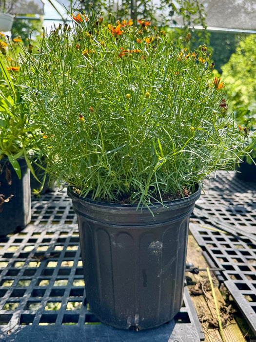 Sizzle & Spice Crazy Cayenne Coreopsis