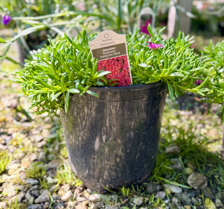 Granita Raspberry Hardy Ice Plant