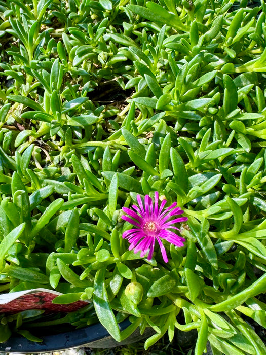 Granita Raspberry Hardy Ice Plant