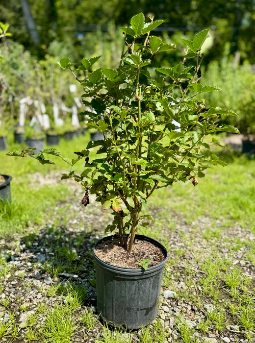Arapaho Blackberry Bush