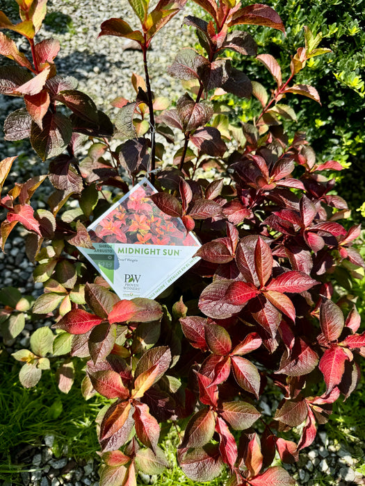 Midnight Sun Weigela