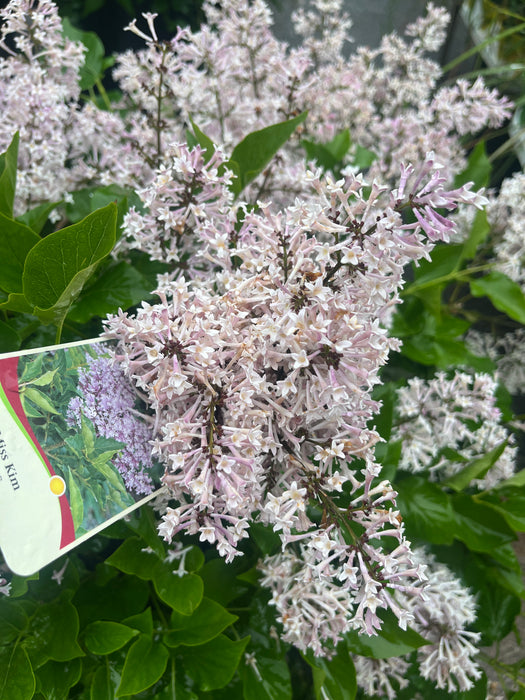 Miss Kim Dwarf Lilac