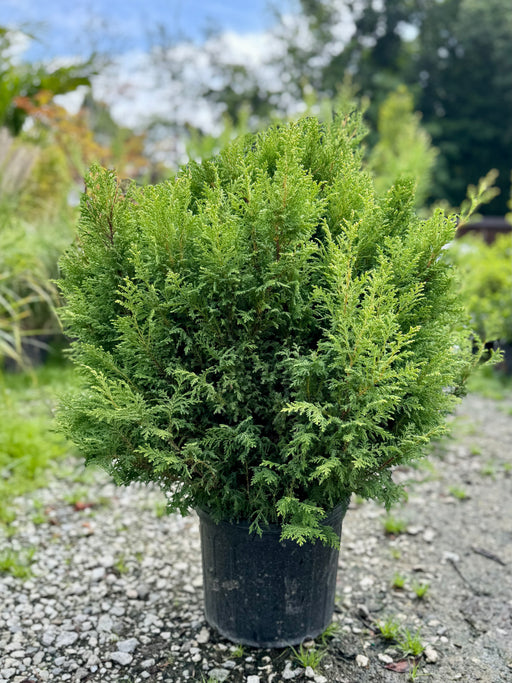 Green Slender Hinoki False Cypress