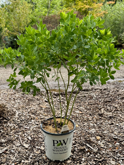 Decadence® Deluxe Pink Truffles False Indigo