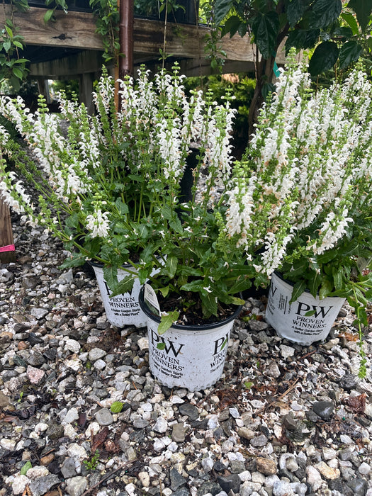 White Profusion Salvia