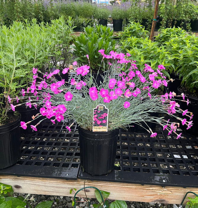 Firewitch Dianthus
