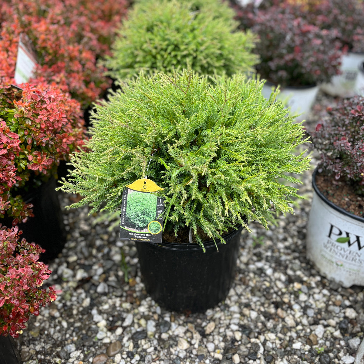 ULTERIOR for BLOOM&BRANCH CAP 別注 ULTERIOR for BLOOM&BRANCH CAP 別注