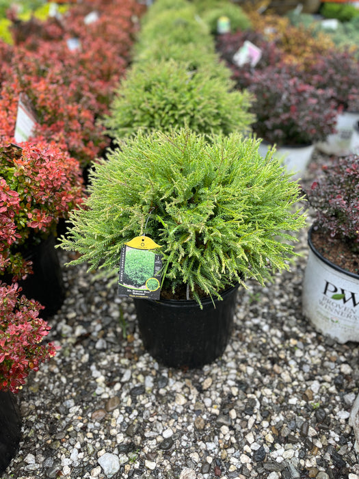 Mr. Bowling Ball Arborvitae