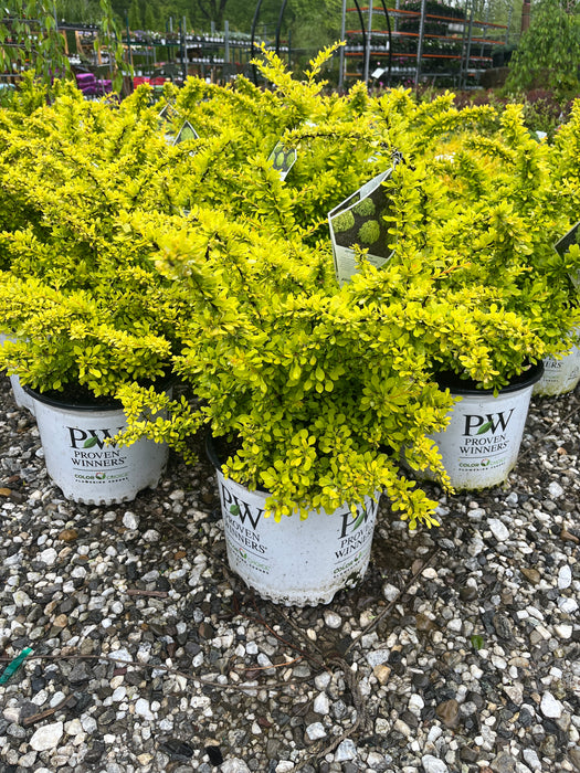 Sunjoy Mini Saffron Barberry