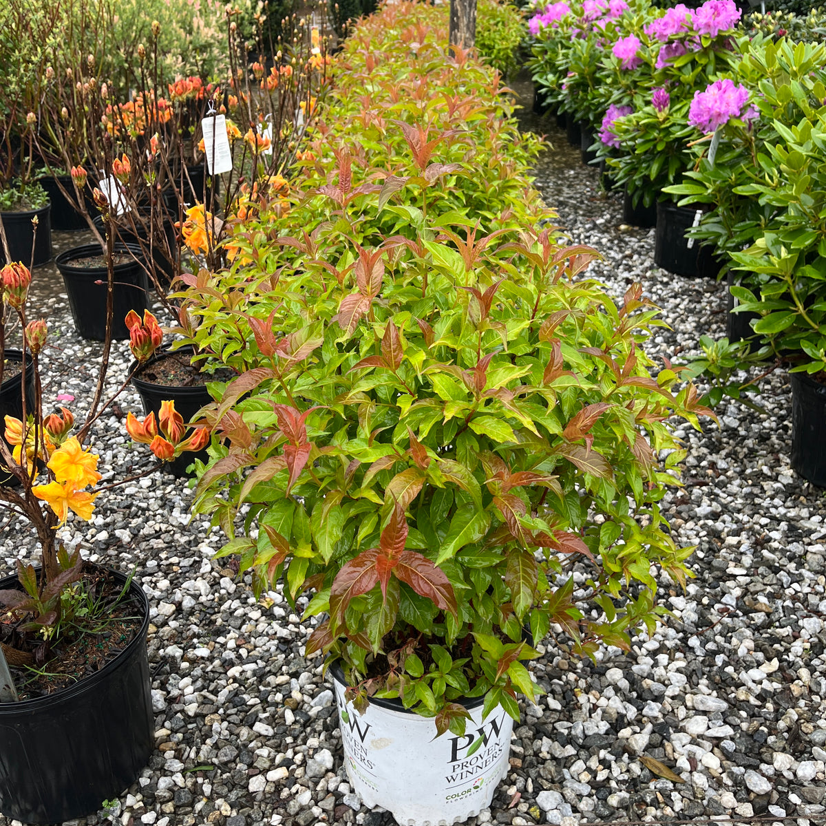 イチジクの大苗。Golden side UCR278-128 でかい！Golden Riverside(UCR) Figゴールデンリバーサイド イチジクの