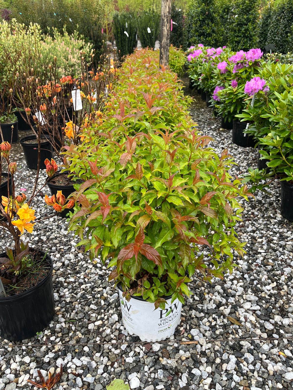 Kodiak® Orange Diervilla For Sale Online! | Great Yellow Blooms