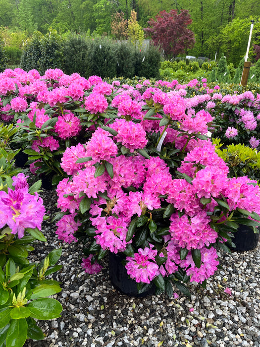 Roseum Elegans Rhododendron