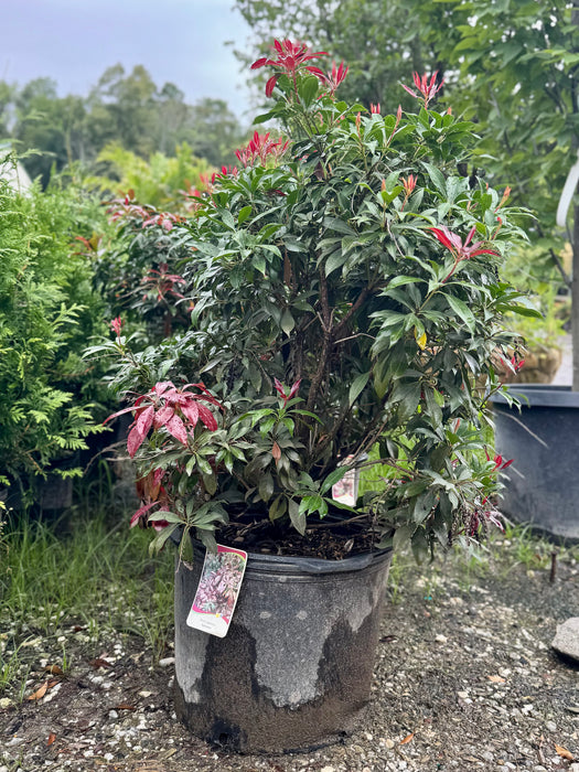 Katsura Japanese Pieris