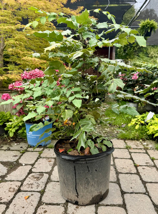 Leatherleaf Mahonia