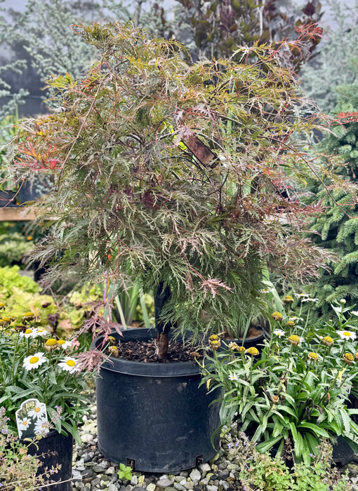 Crimson Queen Japanese Maple