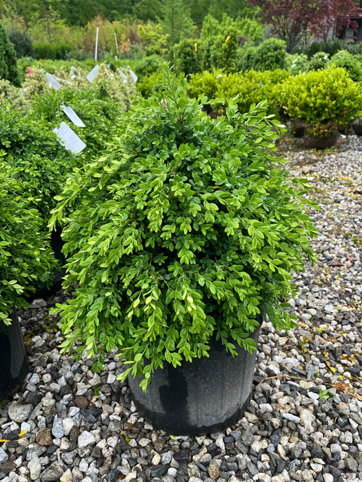 Green Mountain Boxwood