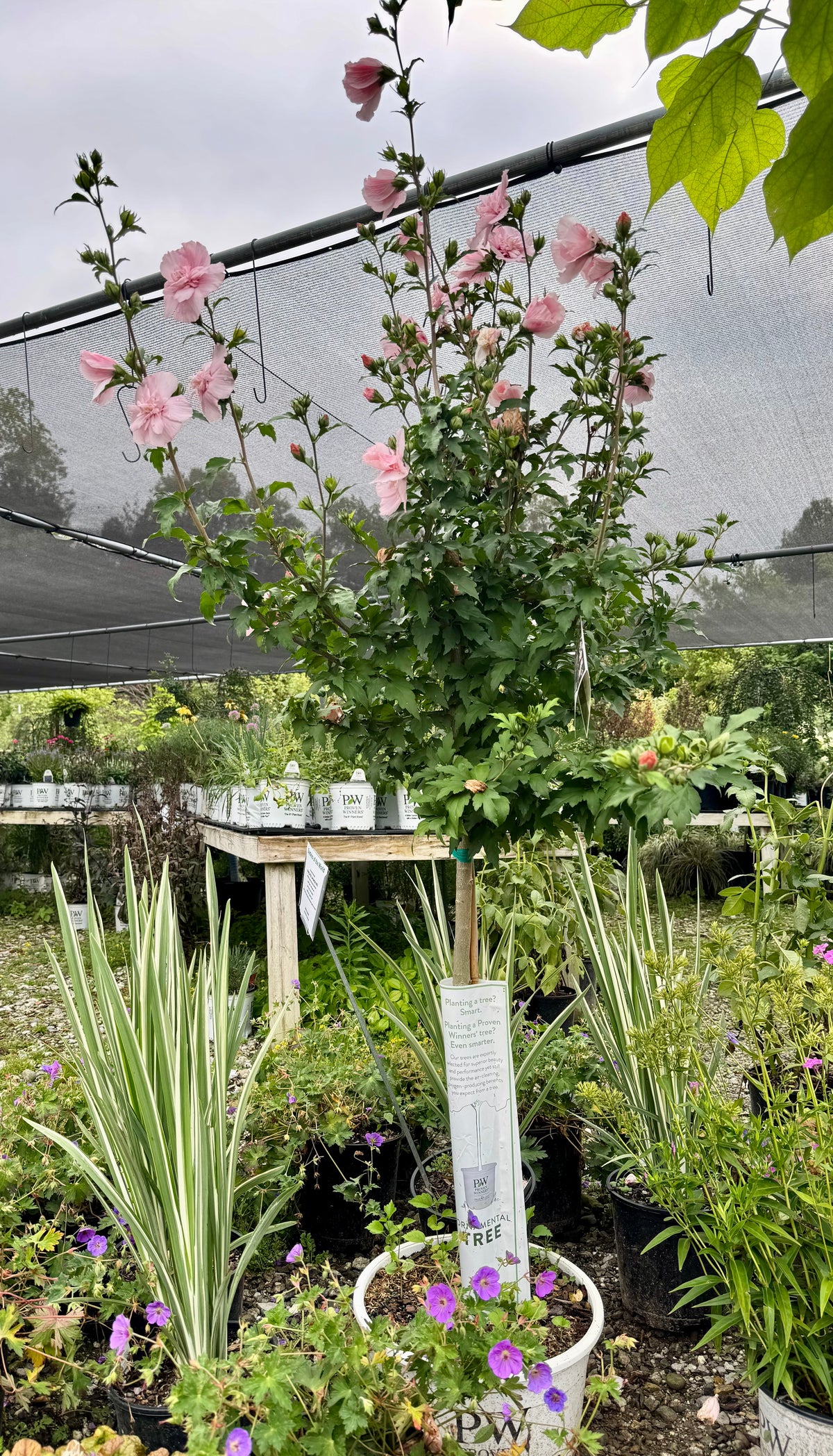 Pink Chiffon Rose of Sharon Tree Form Sold Online | Ruffled Blooms ...
