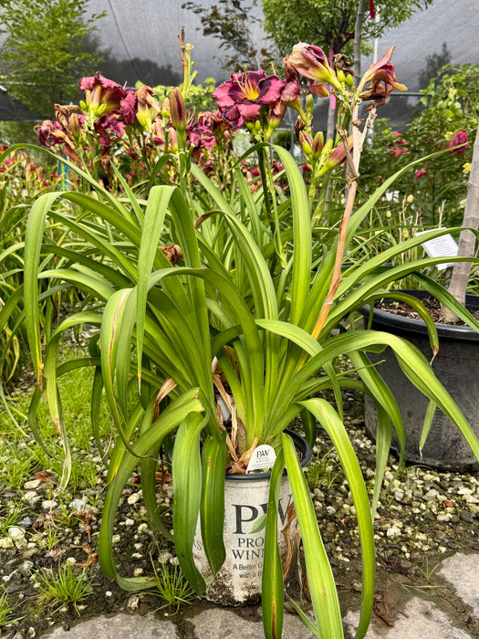Rainbow Rhythm® Storm Shelter Daylily