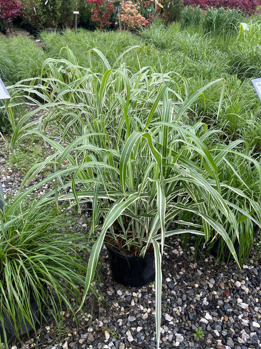 Cosmopolitan Maiden Grass