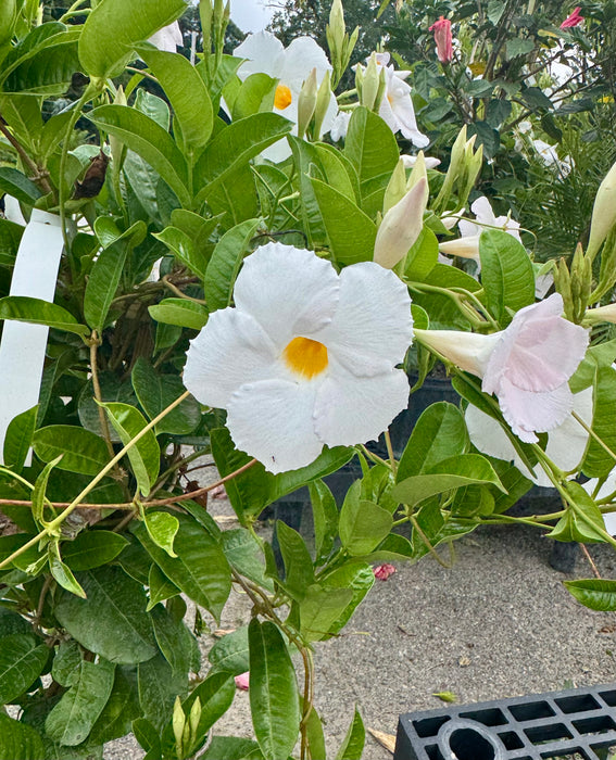 White Mandevilla