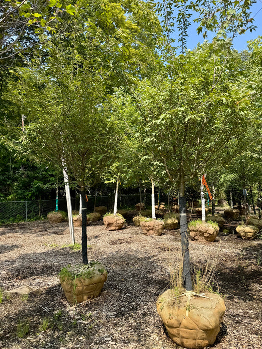 XL Autumn Flowering Cherry