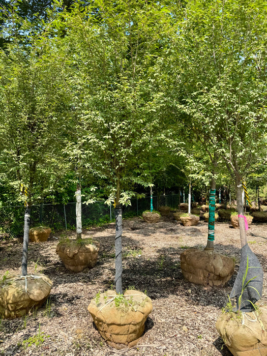 XL Okame Flowering Cherry