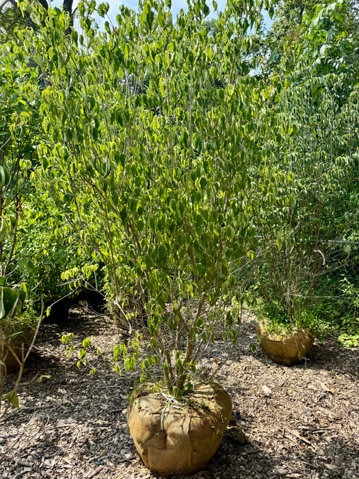 XL Kousa Dogwood