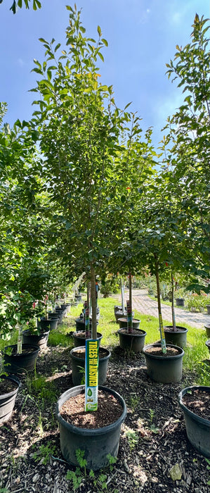 XL Firestarter Blackgum