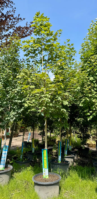 XL Green Mountain Maple