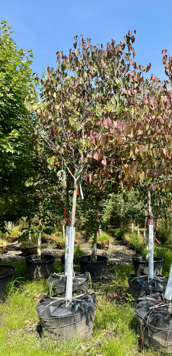 XL Merlot Redbud