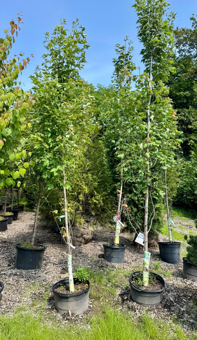 XL Armstrong Gold Maple