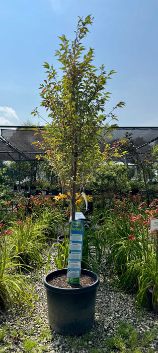 XL First Blush Cherry