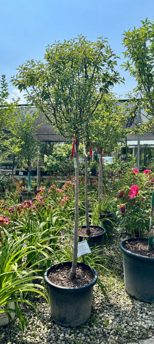 XL Coralburst Dwarf Flowering Crabapple